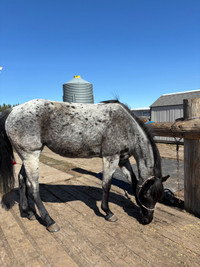 AQHA 2020 gorgeous blue roan filly