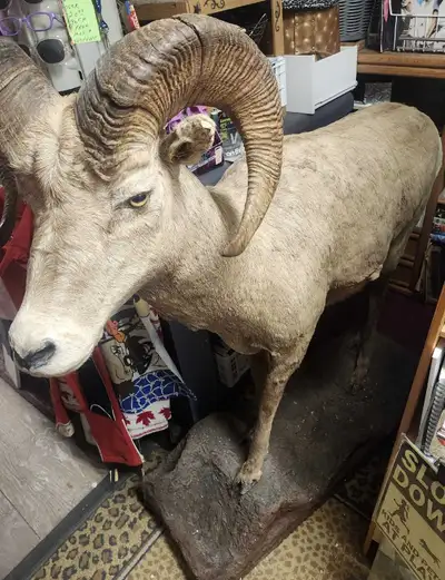 This striking, lifelike taxidermy ram is a stunning piece for any collector or nature enthusiast.or...
