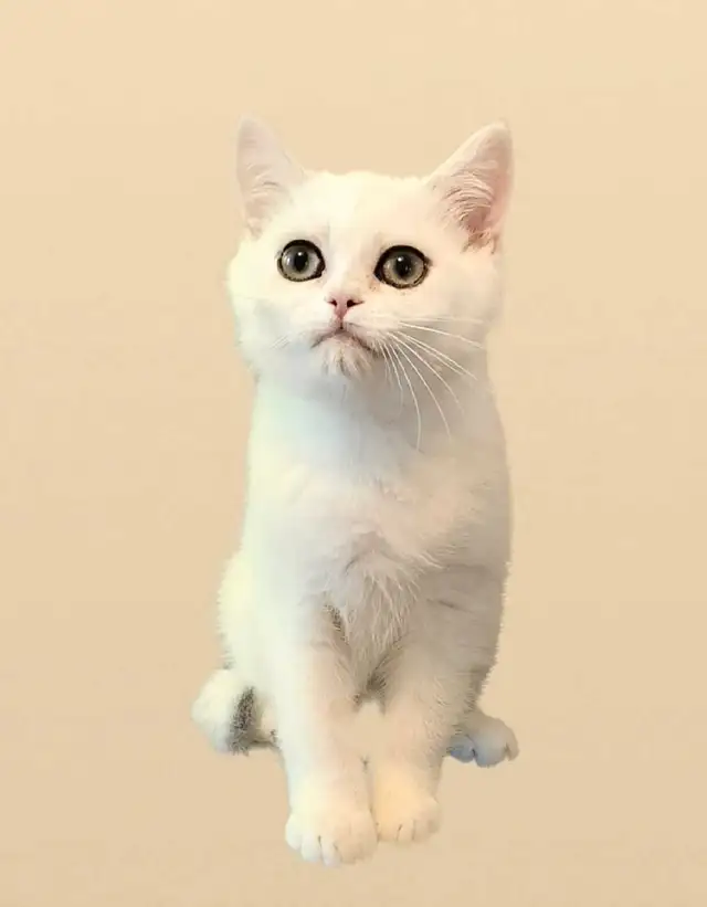 BRITISH SILVER in Cats & Kittens for Rehoming in West Island - Image 4