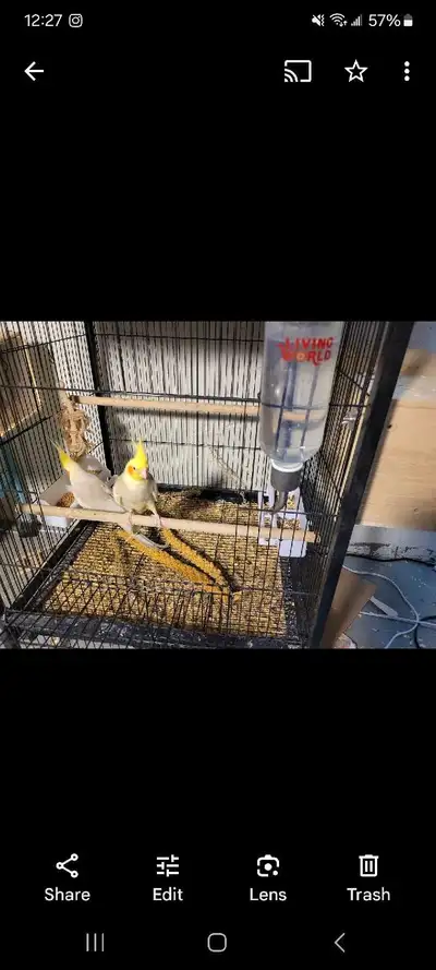 cockatiel couples(breeding), View more