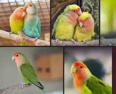 love birds, View more