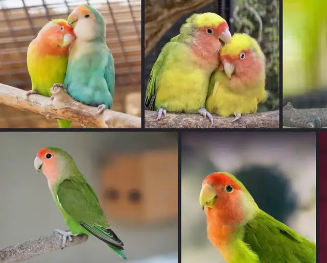 love birds in Free Stuff in Mississauga / Peel Region - Image 2