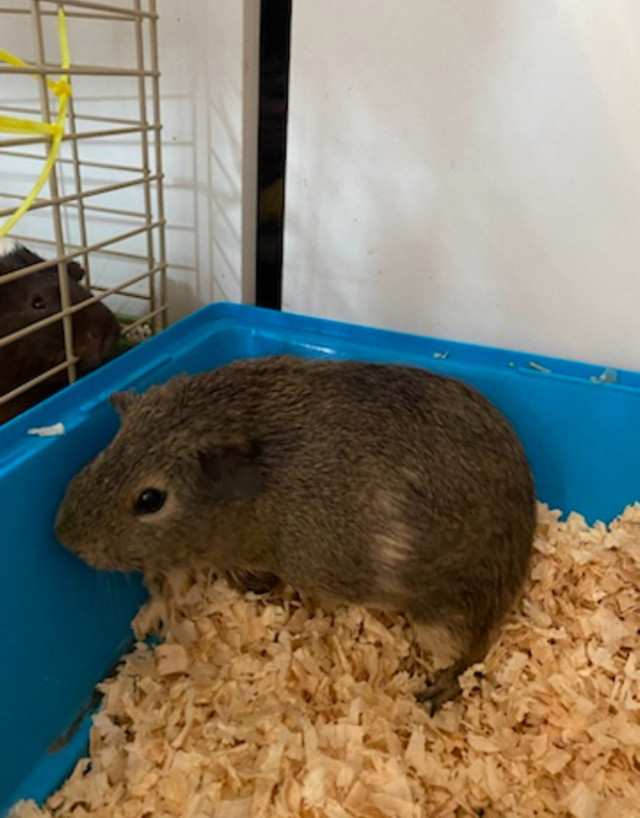Guinea pigs to rehome! in Small Animals for Rehoming in Dartmouth - Image 3