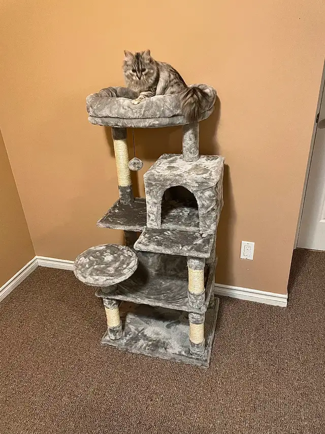 Adorable 1 year old Siberian Cat
