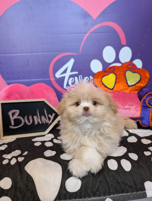 Pomeranian mix shihtzu Pomshis ready July 15 in Dogs & Puppies for Rehoming in City of Toronto - Image 3