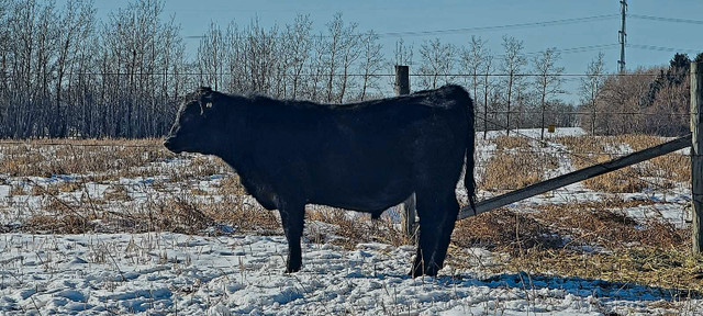Black Angus Yearling Bull in Other in Strathcona County - Image 3