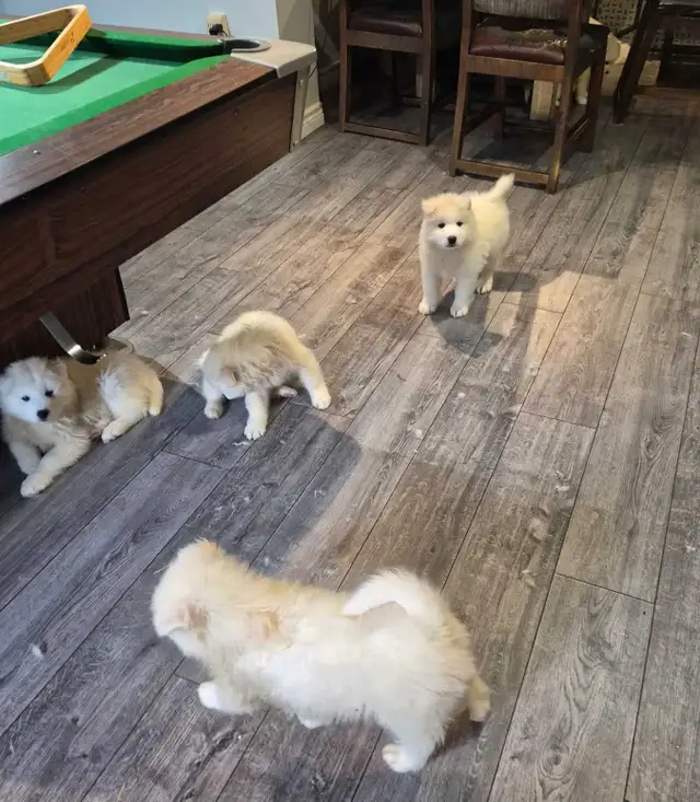 samoyed puppies in Dogs & Puppies for Rehoming in Sudbury - Image 9