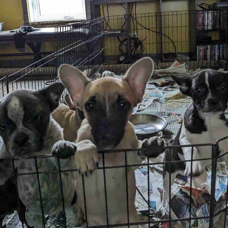 French/Boston Pug Puppies for Sale Dogs & Puppies for Rehoming