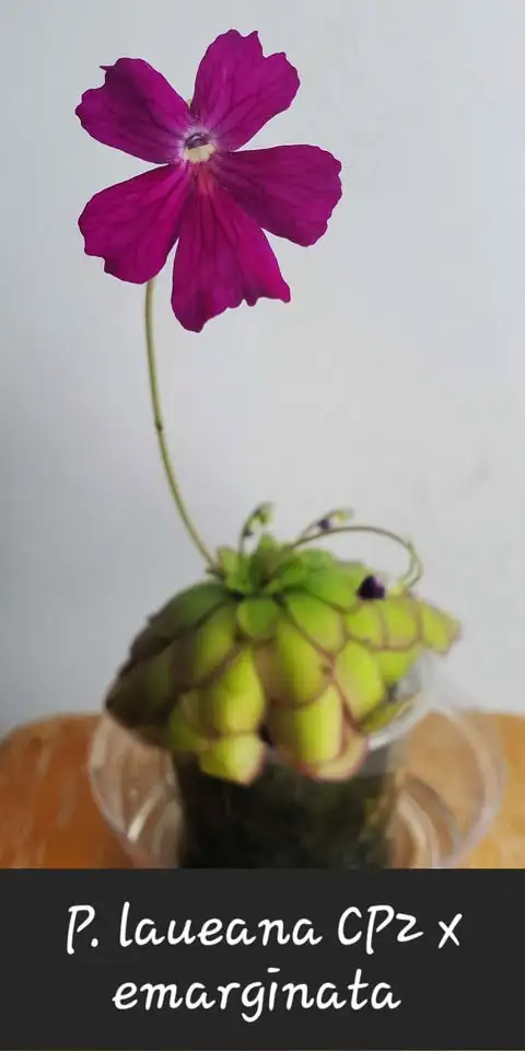 Pinguicula Laueana CP2 X Emarginata butterwort carnivorous plant in Plants, Fertilizer & Soil in City of Toronto - Image 3