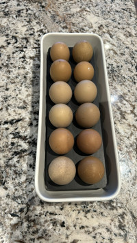 Olive eggers hatching eggs F1 and F2 olive eggers 