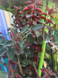 Red twist peperomia verticillata plants for sale pick up only 
