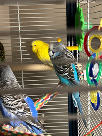 Budgies 