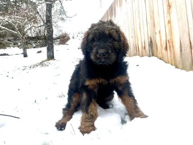 F1  tri colour hypoallergenic Bernedoodle in Dogs & Puppies for Rehoming in Calgary - Image 4