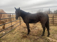 Good ranch horses for sale. 