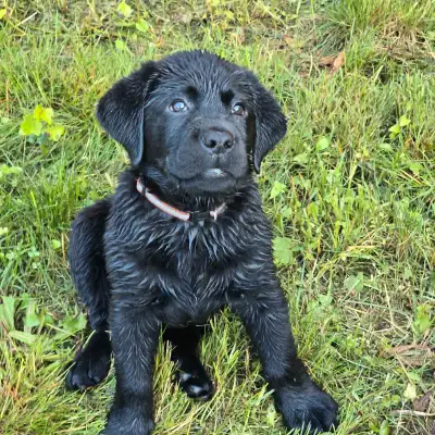 labrador retriever puppies, View more
