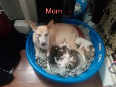 Christmas puppies, View more