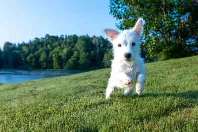 Purebred Parson Russell Terriers born April 7 - one female for adoption. Pedigree included in ad. Cl...