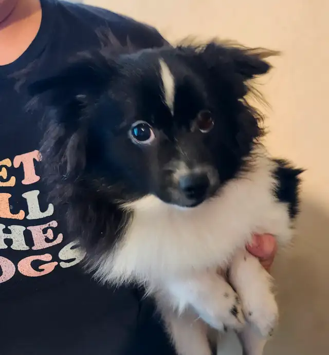 ⭐️⭐️ROYAL POMERANIAN PUPPIES ⭐️⭐️ in Dogs & Puppies for Rehoming in Mississauga / Peel Region - Image 3