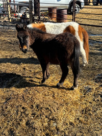 Mini mules, horse