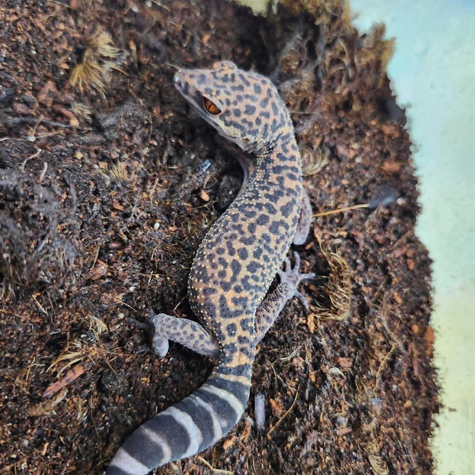 female cave gecko | Reptiles & Amphibians for Rehoming | Timmins | Free ...
