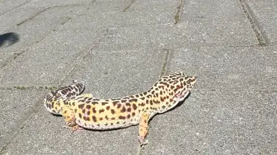 Looking to rehome my female leopard gecko ! Her name is ducky !! I am unsure of her age as she was a...