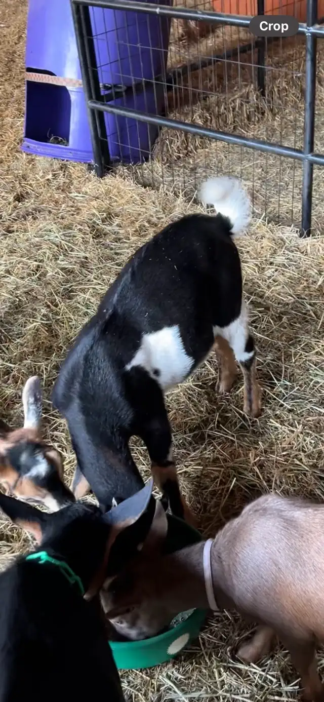 Mini LaMancha Buckling in Livestock in Edmonton - Image 3