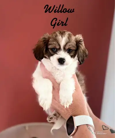 8 week old puppies looking for new homes. There are 2 tri colored female's and 1 white male.