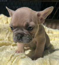 Registered French Bulldog puppies West Island Greater Montréal Preview