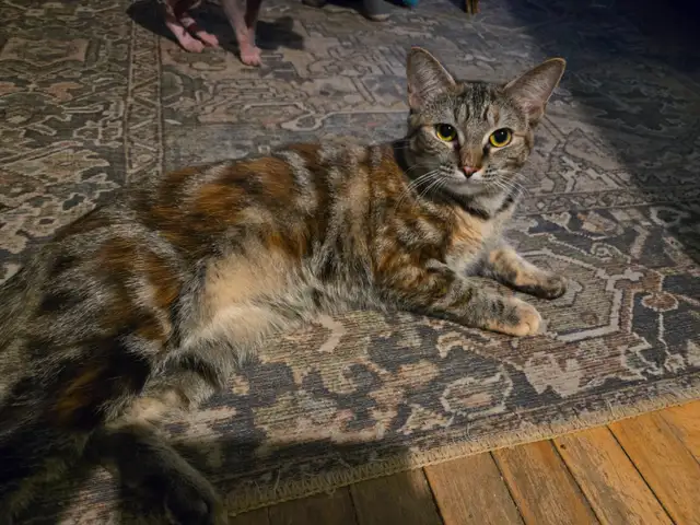 Two female young cats