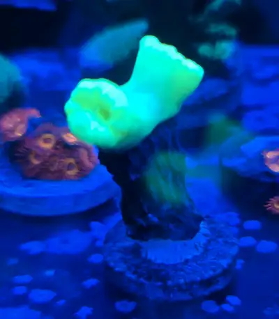 Neon green candycane - saltwater coral frag , View more