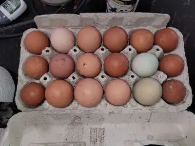 Chicken Eggs, View more