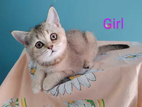 Adorable sweet kitten girl looking for forever lovely home. Shorthair. Born March 19. Ready to go. H...