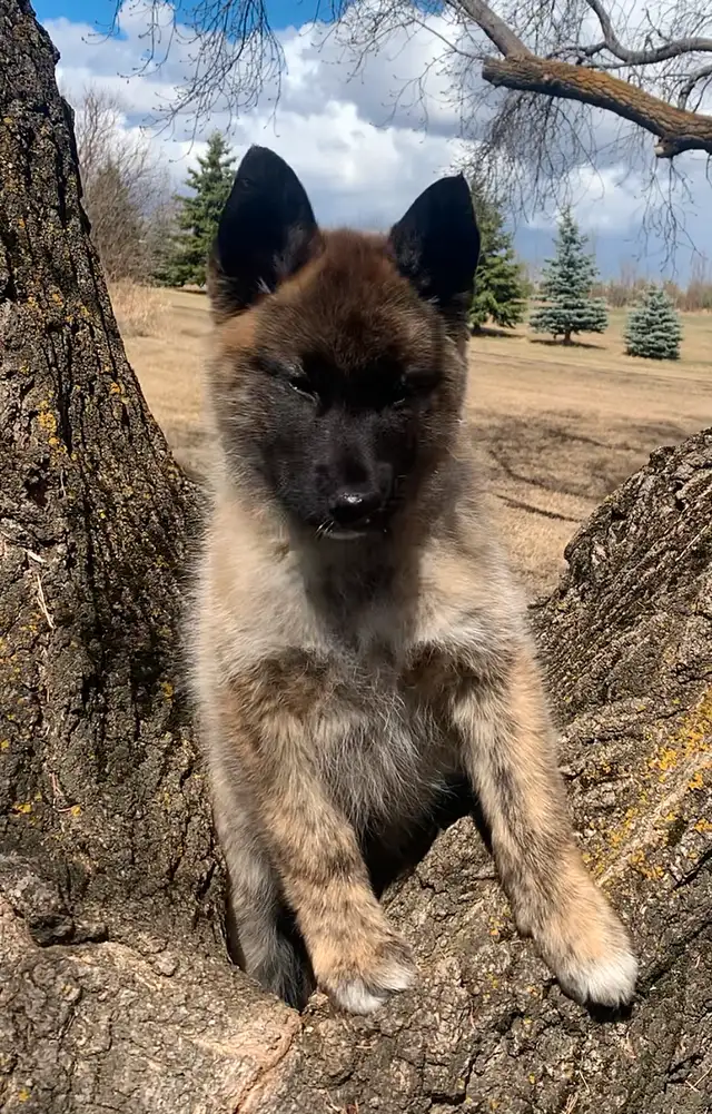 RARE TAMASKAN in Dogs & Puppies for Rehoming in Edmonton - Image 5