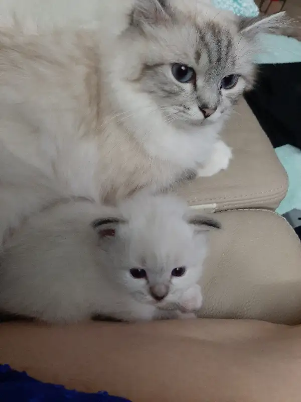 RARE - Amazing Reg&#x27;d Lynx Point  BIRMAN  Kittens