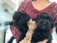 Gorgeous Black Mini Poodles