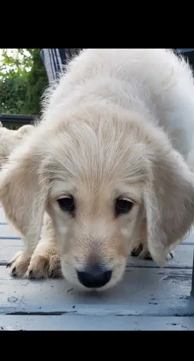 ***PRIX SPÉCIAL ***Labradoodle F2A hypo allergène, View more