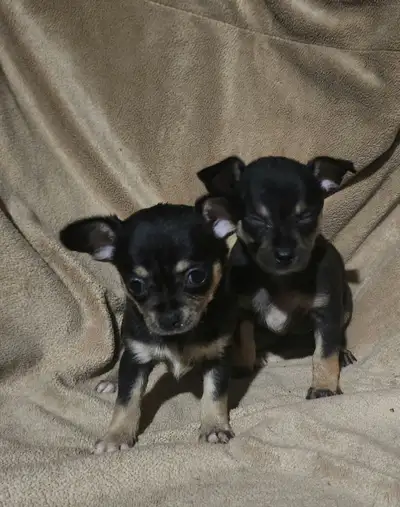 CHIHUAHUA SISTERS BLACK & TAN, View more