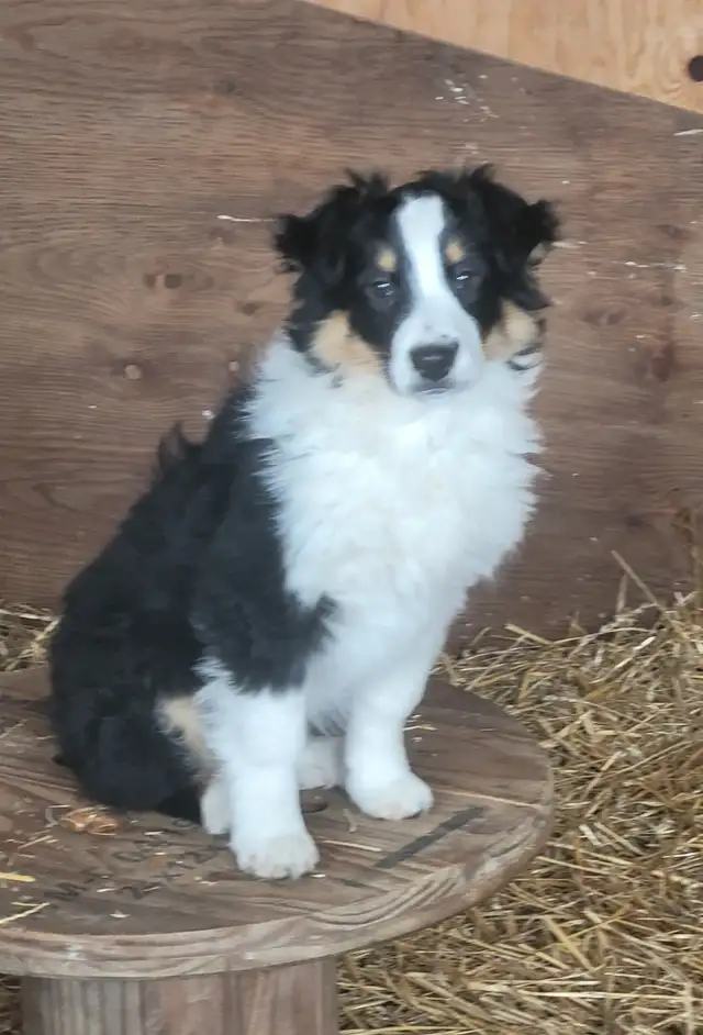 Only one left in Dogs & Puppies for Rehoming in Kitchener / Waterloo - Image 3