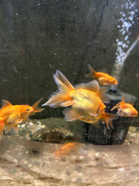 Mixed goldfish for sale