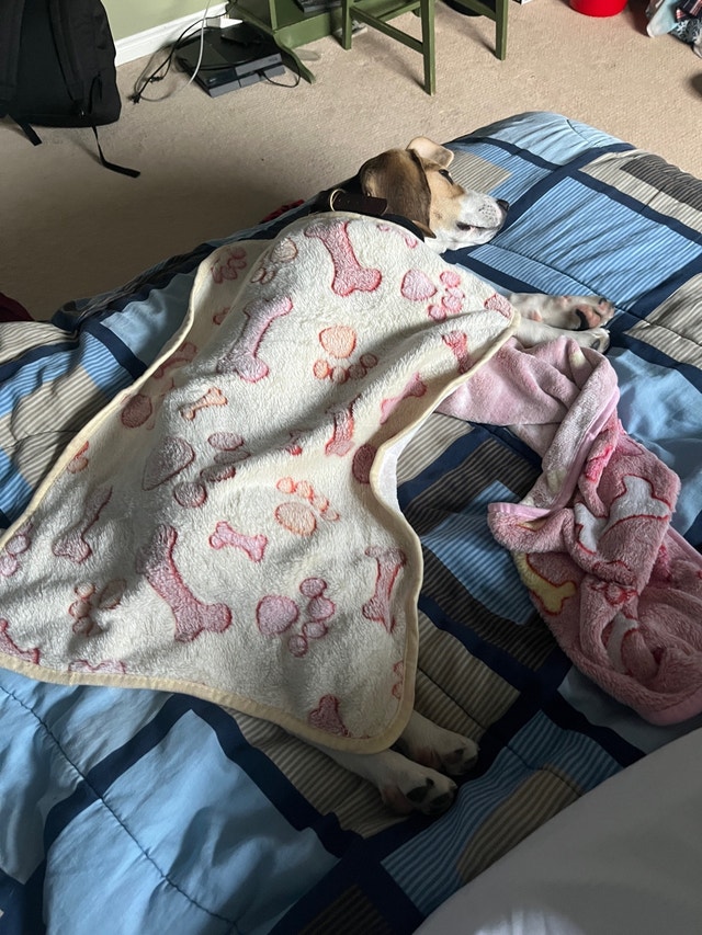 Beagle Puppy to be rehomed Dogs & Puppies for Rehoming Mississauga