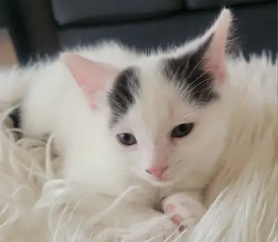 Petit chaton Adorable, playful little kitten!, View more