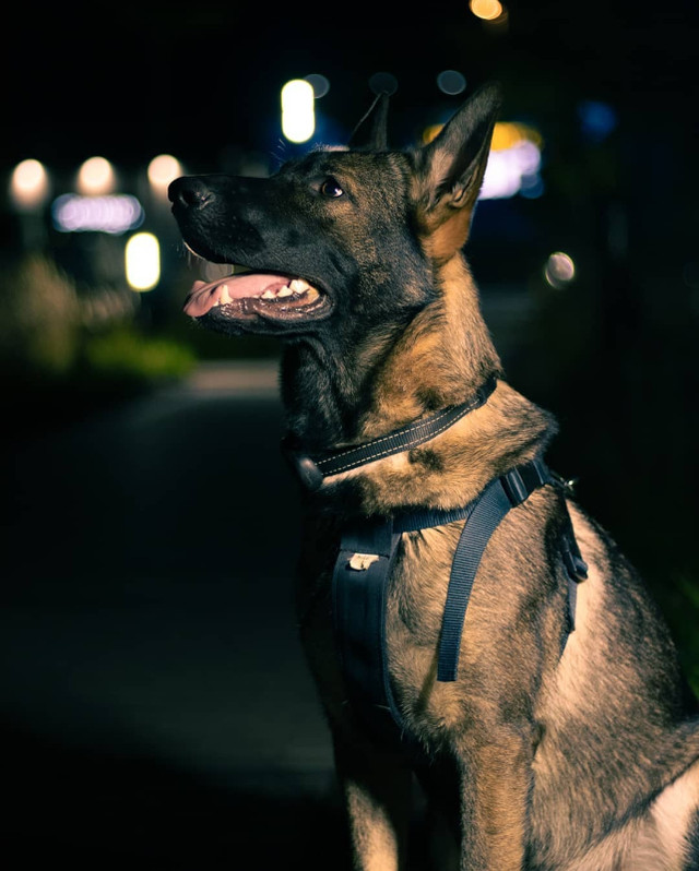 German Shepherd dans Services pour animaux  à Laval/Rive Nord