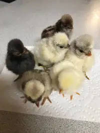 Polish chicks