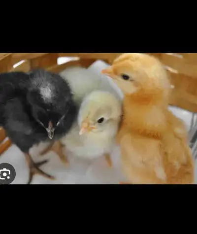 Backyard Mix Chicks, View more