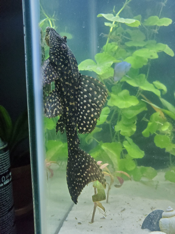 5inch Gold Spot Pleco in Fish for Rehoming in Belleville - Image 2