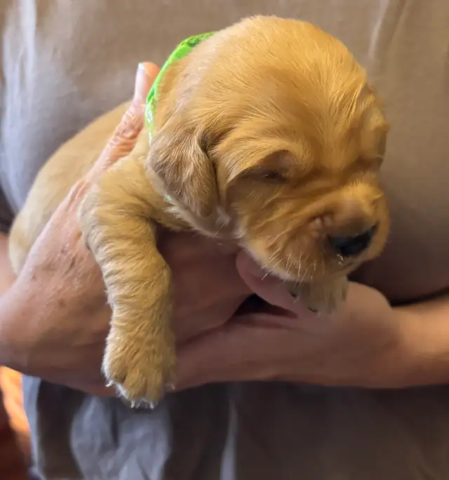 Golden Retriever Puppies in Dogs & Puppies for Rehoming in Owen Sound - Image 11