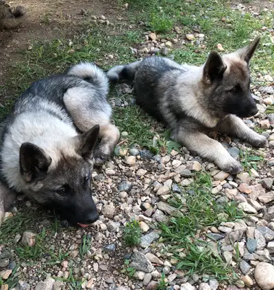 Purebred Norwegian Elkhound Puppies 1 male & 1 female left! Born March 30th . They had their 12 week...