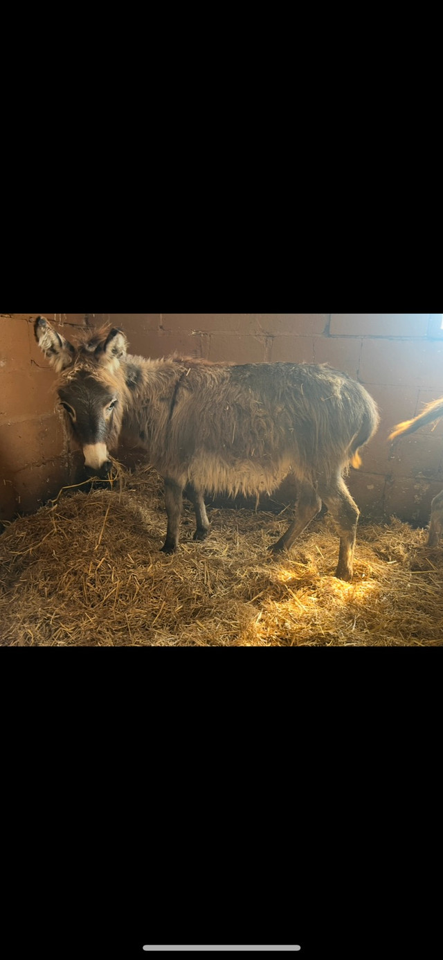 Mini Donkeys for sale in Horses & Ponies for Rehoming in Owen Sound - Image 4