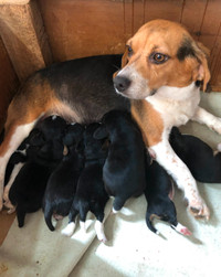 13" CKC Registered Beagle Puppies July 2022