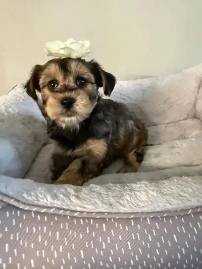 Yorkie/Schnauzer Female Mix Puppy, View more